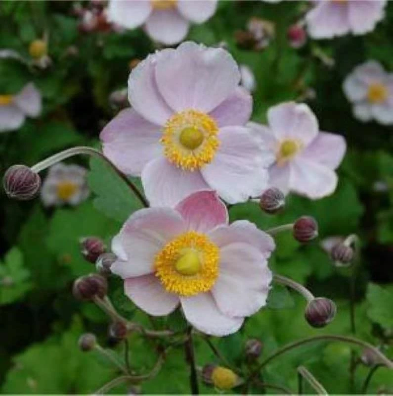 Herbstanemone Richard Ahrends - Anemone Japonica 3 Herbstanemone Richard Ahrends - Anemone Japonica