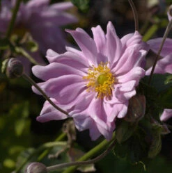 Herbstanemone Monte Rose - Großer Topf - Anemone Japonica