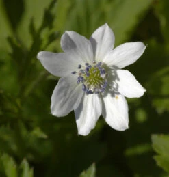 China Anemone - Anemone Leveillei
