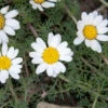 Hundskamille Karpartenschnee - Anthemis Carpatica 2 Hundskamille Karpartenschnee - Anthemis Carpatica -NR-01 Verkäufe Anthemis carpaticaKarpartenschnee