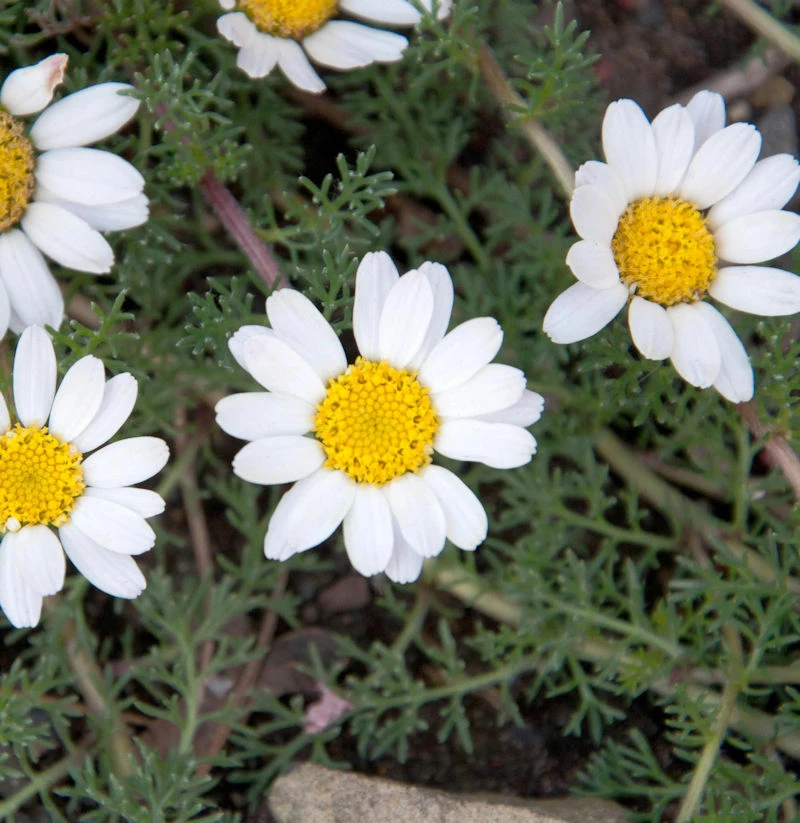Hundskamille Karpartenschnee - Anthemis Carpatica 3 Hundskamille Karpartenschnee - Anthemis Carpatica