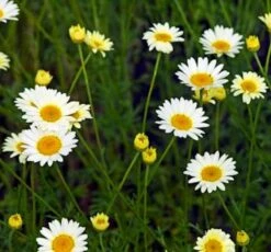 Färberkamille Alba - Anthemis Tinctoria