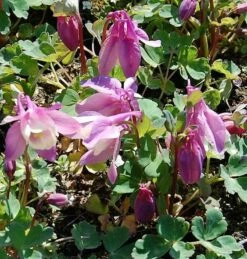 Zwergakelei Spring Magic Rosa-Weiß - Aquilegia Flabellata