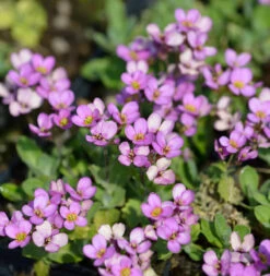 Gänsekresse Hedi - Arabis Arendsii