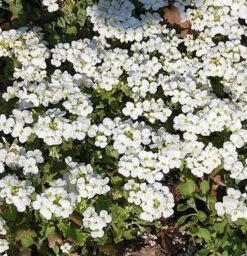 Gänsekresse Schneehaube - Arabis Caucasica