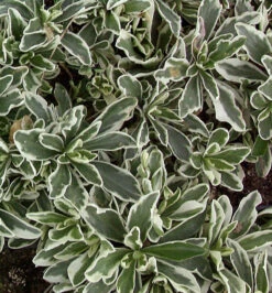 Gänsekresse Variegata - Arabis Caucasica