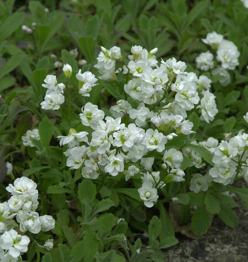 Gänsekresse Plena - Arabis Caucasica 3 Gänsekresse Plena - Arabis Caucasica