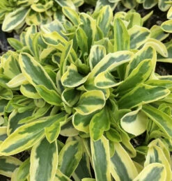 Gelbbunte Gänsekresse - Arabis Ferdinandi