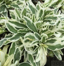 Weissbunte Gänsekresse - Arabis Ferdinandi