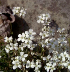 Schaumkresse Suedermann - Arabis Procurrens