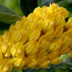 Annanas Ginster 20-30cm - Argyrocytisus Battandieri