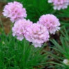 Grasnelke Röschen - Armeria Juniperifolia 1 Grasnelke Röschen - Armeria Juniperifolia -NR-01 Verkäufe Armeria juniperifolia Rschen 1