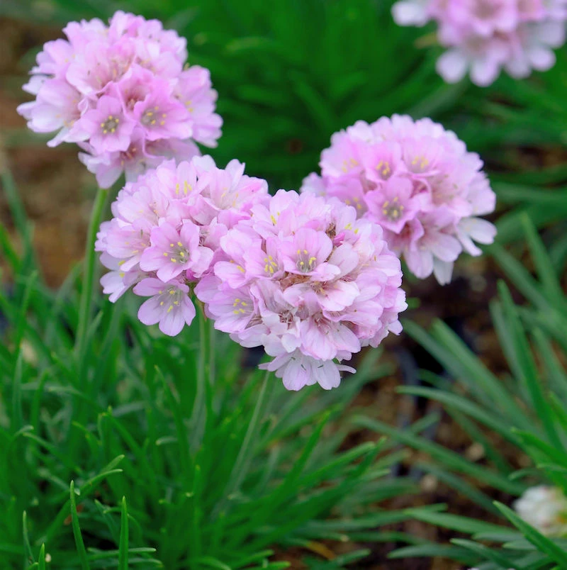 Grasnelke Röschen - Armeria Juniperifolia 3 Grasnelke Röschen - Armeria Juniperifolia