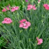 Strandnelke Armada Deep Rose - Armeria Maritima 2 Strandnelke Armada Deep Rose - Armeria Maritima -NR-01 Verkäufe Armeria maritima Armada Deep Rose 1