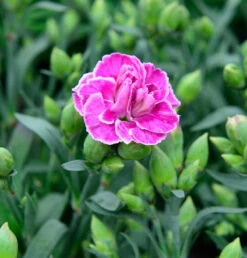 Strandnelke Vesuv - Armeria Maritima
