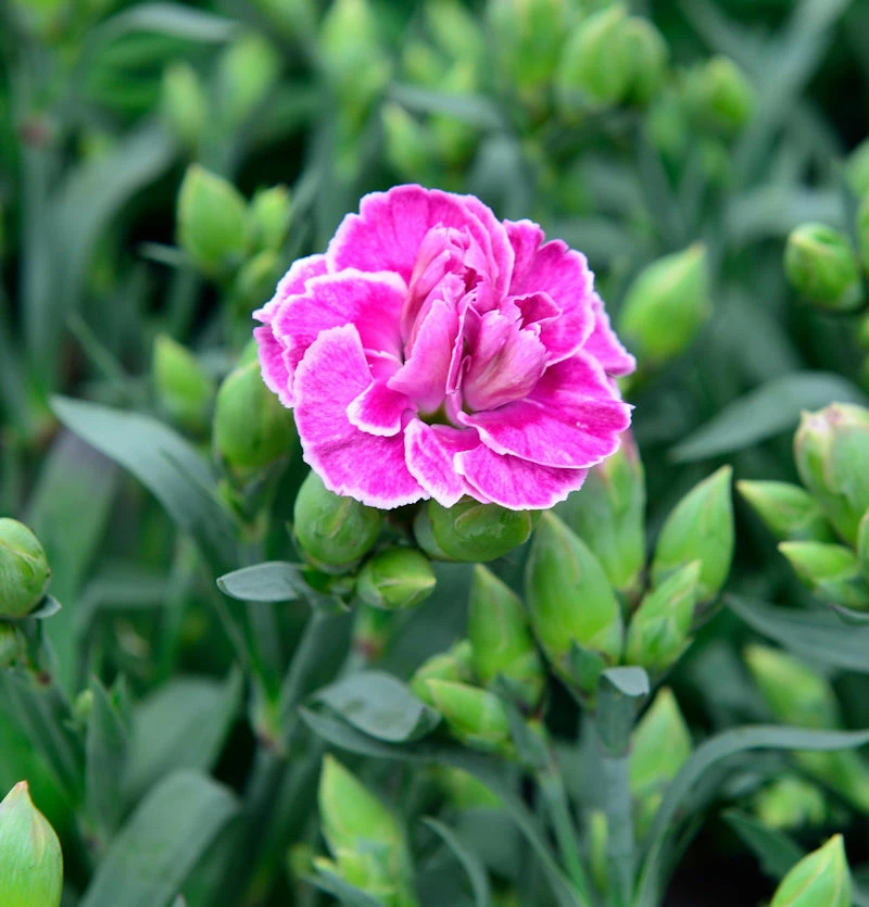 Strandnelke Vesuv - Armeria Maritima 3 Strandnelke Vesuv - Armeria Maritima