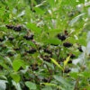 Apfelbeere Professor Ed 40-60cm - Aronia Melanocarpa -NR-01 Verkäufe Aronia melanocarpa Professor Ed