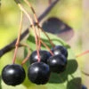Apfelbeere Aron 100-125cm - Aronia Melanocarpa -NR-01 Verkäufe Aronia melanocarpaAron