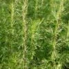 Eberraute Citrina - Artemisia Abrotanum -NR-01 Verkäufe Artemisia abrotanum Citrina