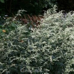 Chinabeifuss - Artemisia Lactiflora