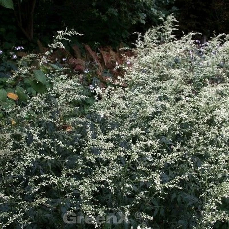 Chinabeifuss - Artemisia Lactiflora 2 Chinabeifuss - Artemisia Lactiflora