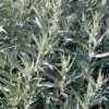 Silber Edelraute Silver Queen - Artemisia Ludoviciana 1 Silber Edelraute Silver Queen - Artemisia Ludoviciana -NR-01 Verkäufe Artemisia ludoviciana Silver Queen