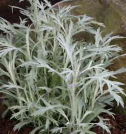 Silber Edelraute Valerie Finnis - Artemisia Ludoviciana