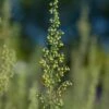 Römischer Wermut - Artemisia Pontica -NR-01 Verkäufe Artemisia pontica BLWS343421