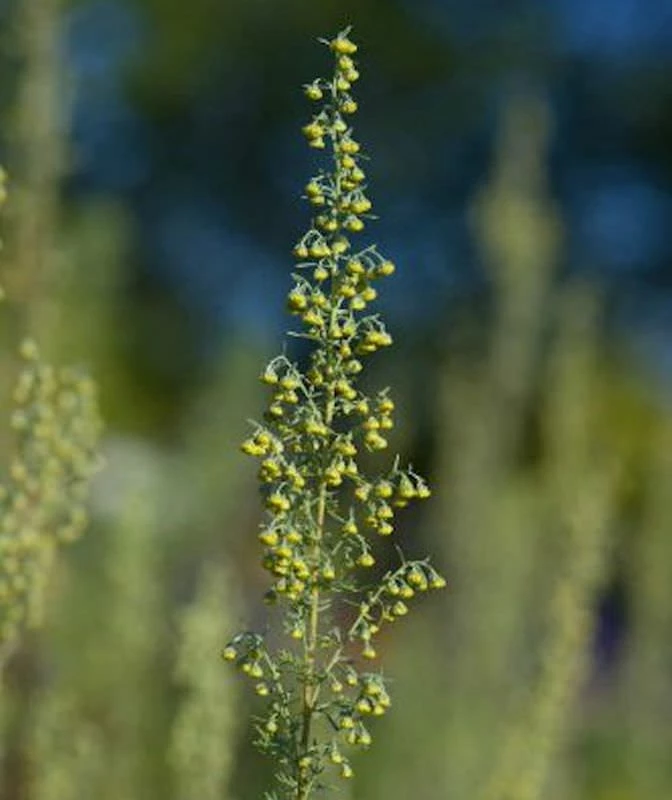 Römischer Wermut - Artemisia Pontica 3 Römischer Wermut - Artemisia Pontica