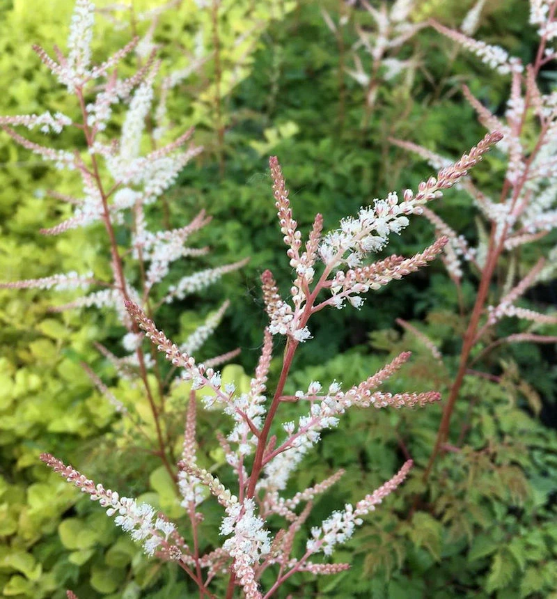 Wald Geißbart Opulenz - Aruncus Aethusifolius 3 Wald Geißbart Opulenz - Aruncus Aethusifolius