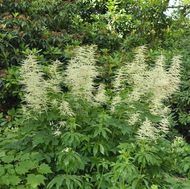 Waldgeißbart - Aruncus Dioicus 3 Waldgeißbart - Aruncus Dioicus