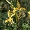 Balkan Junkerlilie - Asphodeline Liburnica 2 Balkan Junkerlilie - Asphodeline Liburnica -NR-01 Verkäufe Asphodeline liburnica BLW046885