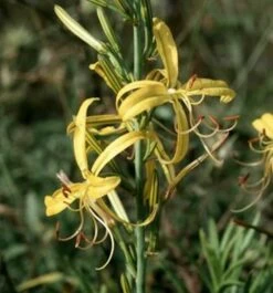 Balkan Junkerlilie - Asphodeline Liburnica