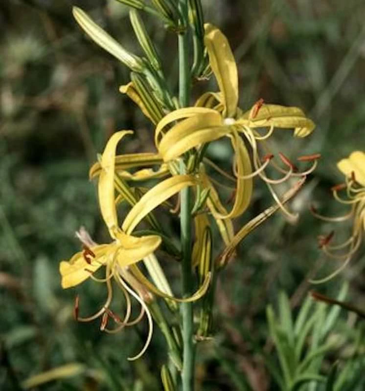 Balkan Junkerlilie - Asphodeline Liburnica 3 Balkan Junkerlilie - Asphodeline Liburnica