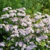 Wild Aster Harry Schmidt - Aster Ageratoides 1 Wild Aster Harry Schmidt - Aster Ageratoides -NR-01 Verkäufe Aster ageratoides HarrySchmidt