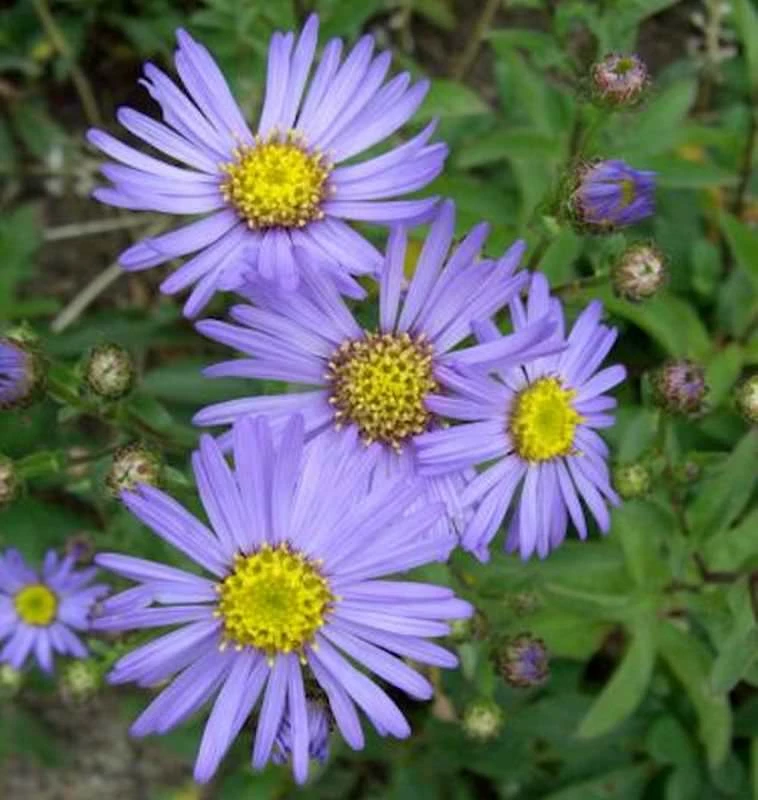 Sommeraster Butzemann - Aster Amellus 3 Sommeraster Butzemann - Aster Amellus