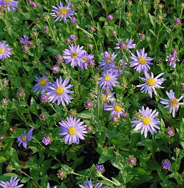 Sommeraster Dr. Otto Petschek - Aster Amellus 3 Sommeraster Dr. Otto Petschek - Aster Amellus