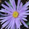 Sommeraster Silbersee - Aster Amellus 2 Sommeraster Silbersee - Aster Amellus -NR-01 Verkäufe Aster amellus Silbersee