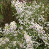 Myrtenaster Herbstmyrthe - Aster Ericoides 2 Myrtenaster Herbstmyrthe - Aster Ericoides -NR-01 Verkäufe Aster ericoides Herbstmyrthe