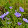 Rauhblattaster Blütenmeer - Aster Novae Angliae 1 Rauhblattaster Blütenmeer - Aster Novae Angliae -NR-01 Verkäufe Aster novae angliaeBltenmeer