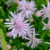 Glattblattaster Rosenquarz - Aster Novi Belgii -NR-01 Verkäufe Aster novi belgii Rosenquarz 1