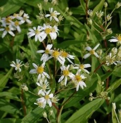Doldenblütige Aster Weißer Schirm - Aster Umbellatus
