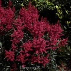 Prachtspiere Glut - Astilbe Arendsii