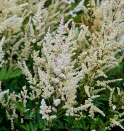 Prachtspiere Irrlicht - Astilbe Astilbe Japonica
