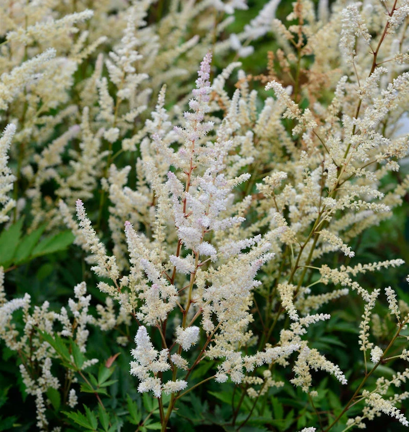 Prachtspiere Irrlicht - Astilbe Astilbe Japonica 3 Prachtspiere Irrlicht - Astilbe Astilbe Japonica