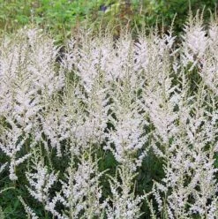 Prachtspiere Snow Sprite - Astilbe Simplicifolia