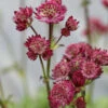 Sterndolde Abbey Road - Astrantia Major 1 Sterndolde Abbey Road - Astrantia Major -NR-01 Verkäufe Astrantia major AbbeyRoad