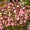 Sterndolde Claret - Astrantia Major -NR-01 Verkäufe Astrantia major Claret 1