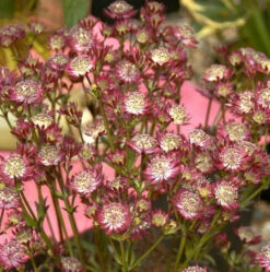 Sterndolde Claret - Astrantia Major