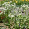 Sterndolde Snowstar - Astrantia Major 2 Sterndolde Snowstar - Astrantia Major -NR-01 Verkäufe Astrantia major Snowstar